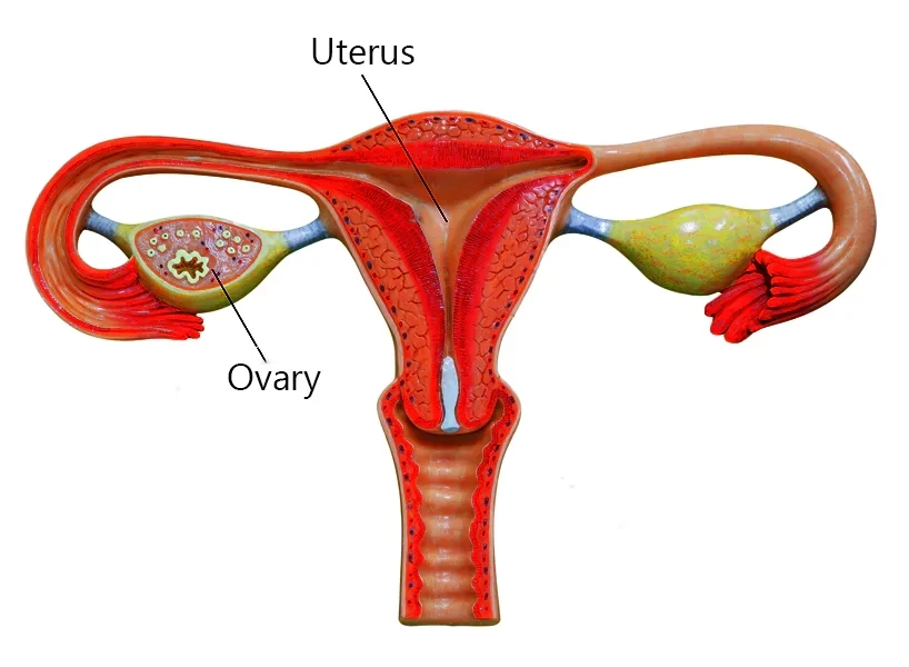 General Gynecological Issues